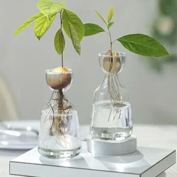 Avocado Seed Hydroponic Vase, 3 of 4