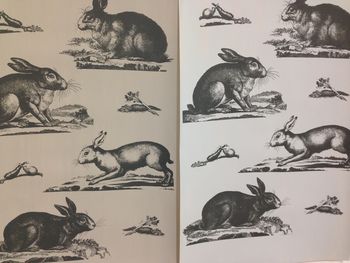 Rabbits Wallpaper, 2 of 8