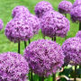 Allium 'Purple Sensation' 12 X Spring Bulb Pack, thumbnail 3 of 5