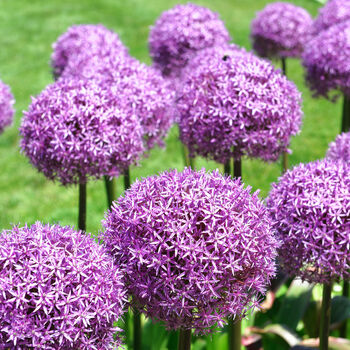 Allium 'Purple Sensation' 12 X Spring Bulb Pack, 3 of 5