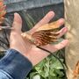 Handmade Copper Bird Garden Sculptures – Set Of Three, thumbnail 7 of 7