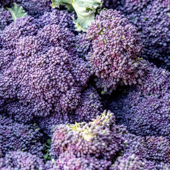Purple Sprouting Broccoli 18 X Plug Plant Pack, 5 of 5