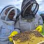 Beekeeping Experience In West Yorkshire, thumbnail 5 of 6