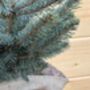 Christmas Blue Spruce Trees, 3 L Pots, 40 50cm Tall, thumbnail 2 of 4