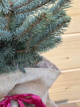 Christmas Blue Spruce Trees, 3 L Pots, 40 50cm Tall, 2 of 4