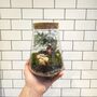 Small Diy Moss Terrarium Kit Glass Biodome With Live Plants, thumbnail 4 of 4
