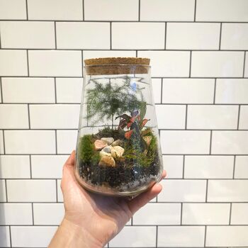 Small Diy Moss Terrarium Kit Glass Biodome With Live Plants, 4 of 4
