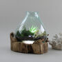 Molten Glass Terrarium Decorative Bowl On Wooden Base, thumbnail 3 of 9