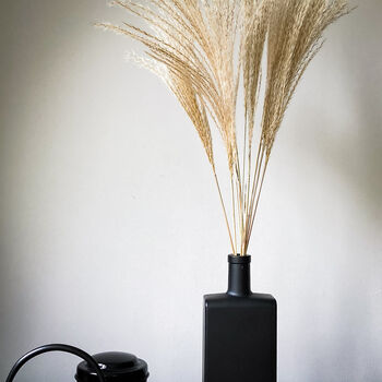 Dried Miscanthus Natural Grass 10 Stems, 3 of 6