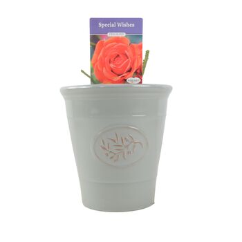 Special Wishes Rose – Free Standard Gift Wrap, 5 of 5