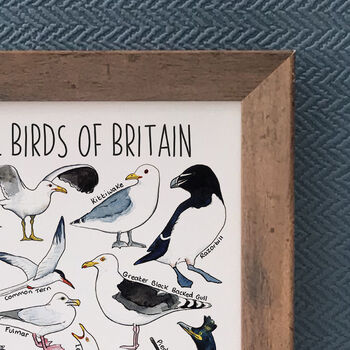 Coastal Birds Of Britain Wildlife Watercolour Print, 5 of 6
