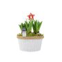 Christmas Hyacinth Bowl – 5 Festive Fragrant Bulbs, thumbnail 2 of 8