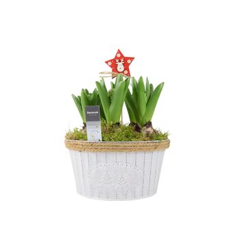 Christmas Hyacinth Bowl – 5 Festive Fragrant Bulbs, 2 of 8