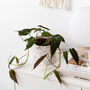 Classic Handmade Terrazzo Indoor Plant Pot Large, thumbnail 3 of 7
