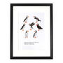 Improbability Of Puffins Art Print, thumbnail 3 of 8