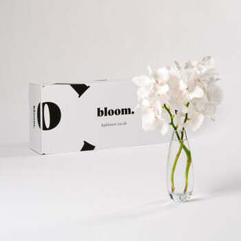 Arctic White Vanda Orchid Flowers, 2 of 2