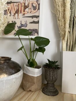 Mini Monstera Potted House Plant, 3 of 5