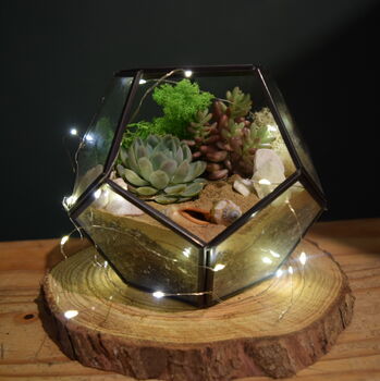 Black Geometric Terrarium Kit With Succulent Or Cactus, 5 of 10