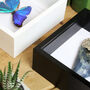 Bellona Metalmark Insect Bug Moth Butterfly Box Frame Entomology Taxidermy Interior Design Modern Home Decor Wall Hanging Gift Ornament, thumbnail 3 of 3