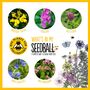 Bee Seedball Wildflower Gift Seed Ball Mix Tin, thumbnail 4 of 10