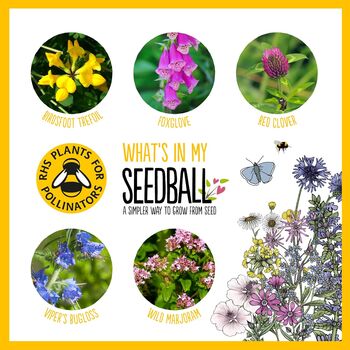 Bee Seedball Wildflower Gift Seed Ball Mix Tin, 4 of 10