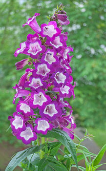 Penstemon 'Arabesque Mix' Three Plants In 10.5cm Pots, 6 of 7