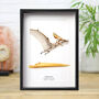 Pterosaur Beak Fossil And Watercolour Illustration Box Frame Real Authentic Jurassic Dinosaur Fossil Museum Quality Natural History Interior Design Home Decor Display Gift Ornament, thumbnail 1 of 6