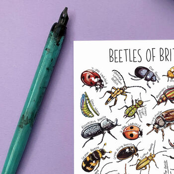 Beetles Of Britain Watercolour Postcard, 3 of 8