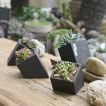 Black Cement Planter With Choice Of Plant, 3 of 8