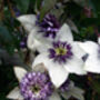 Clematis Florida Sieboldii, Plant Gifts, thumbnail 2 of 2