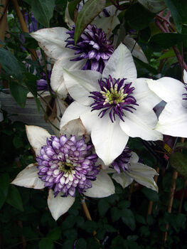 Clematis Florida Sieboldii, Plant Gifts, 2 of 2