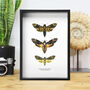 Framed Death's Head Hawkmoth Trio, thumbnail 1 of 4