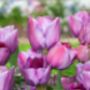 Tulip Blue Heaven 15 Bulbs – Pre Order For Autumn, thumbnail 1 of 3