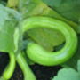 Dad's Weird Vegetable Patch Gift, thumbnail 3 of 4
