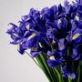Amethyst Purple Iris Fresh Flower Bouquet, thumbnail 2 of 3