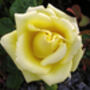 Rose Sweet Lizzie, Personalised Named Gift Rose, thumbnail 1 of 2