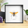 Xl Tarantula Hawk Wasp Handcrafted Frame, thumbnail 1 of 3
