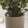 Faux Eucalyptus Plant In Stone Effect Pot, thumbnail 3 of 5