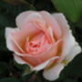 Rose Bloom Of Ruth, Personalised Named Rose Gift, thumbnail 2 of 2