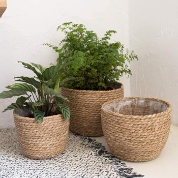 Pack Of Three Natural Seagrass Planter Baskets, 7 of 8