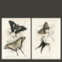 Framed Pair Of Vintage Butterfly Art Prints In Sand Frames, thumbnail 9 of 10