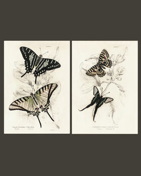 Framed Pair Of Vintage Butterfly Art Prints In Sand Frames, 9 of 10