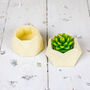 Two Jesmonite Pastel Tiny Succulent Planters, thumbnail 4 of 12