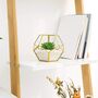 Pack Of Three Mini Glass Geometric Terrarium Air Plants, thumbnail 4 of 4