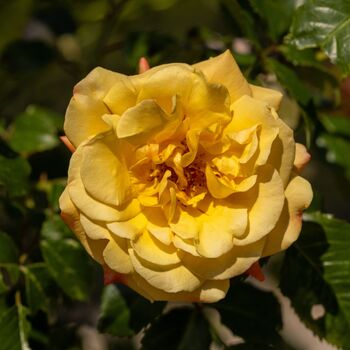 Rose Plants, 'Sweet Memories', Five Litre Pots, 2 of 2