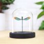 Odonata Dragonfly Insect Bug Entomology Taxidermy Bell Jar, thumbnail 1 of 4