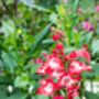 Penstemon Plants, 'Arabesque Red', thumbnail 7 of 7