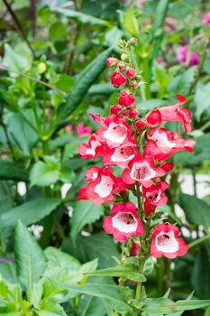 Penstemon Plants, 'Arabesque Red', 7 of 7