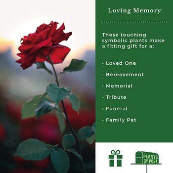 Rose Loving Memory Celebration Rose, 6 of 8