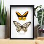 Wallaces Golden Birdwing Pair Butterfly Frame, thumbnail 1 of 3